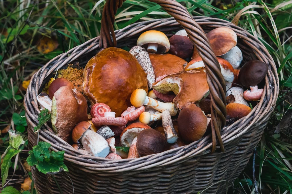 Grzyby są nie tylko smaczne ale również odżywcze. Warto zbierać szczególnie te, które uznaje się za najzdrowsze