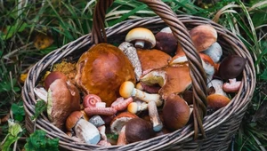 Tych grzybów szukaj w polskich lasach. Oto lista najzdrowszych i najsmaczniejszych gatunków