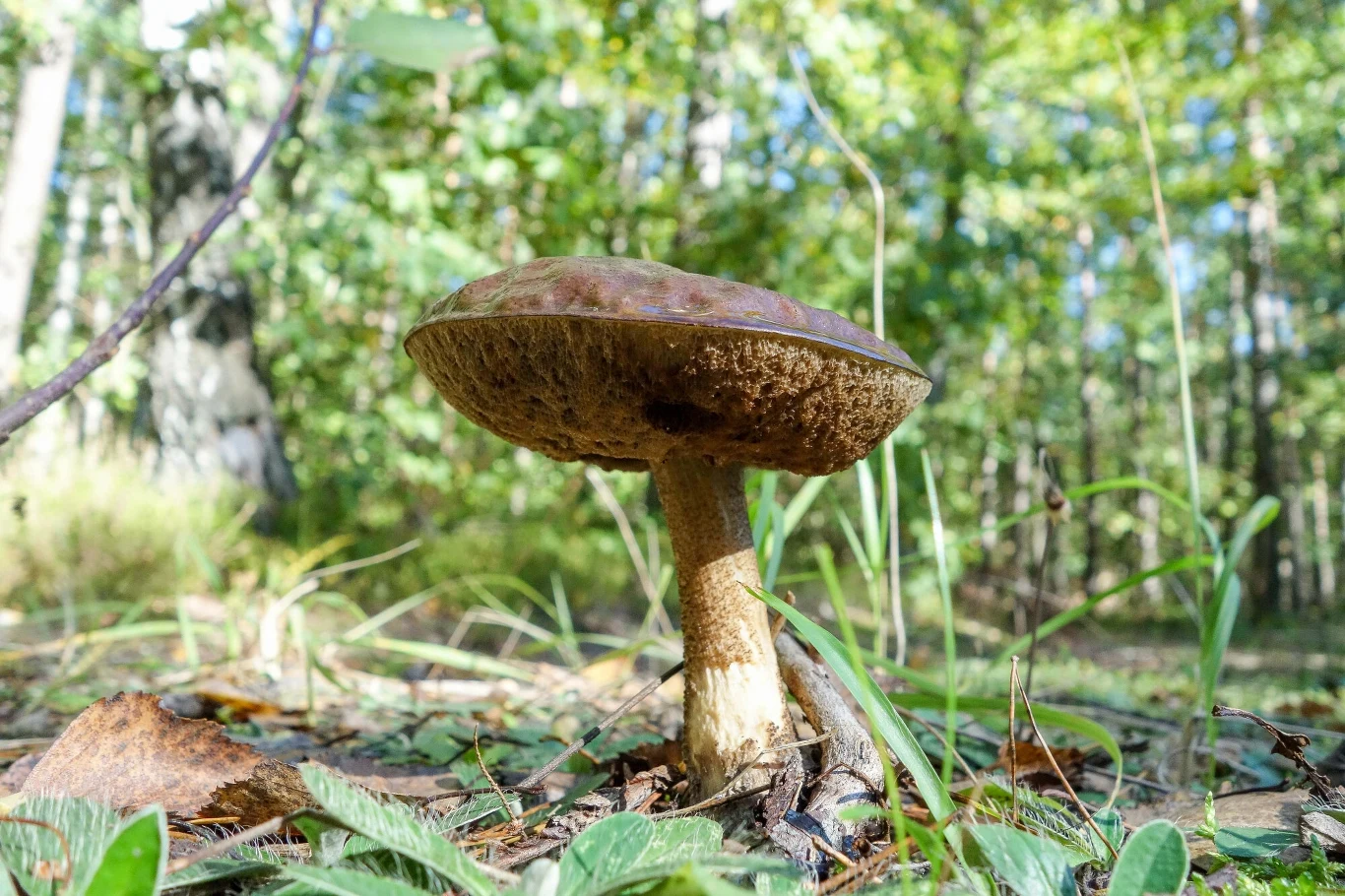 Podgrzybki są cenione za właściwości przeciwzapalne i detoksykujące