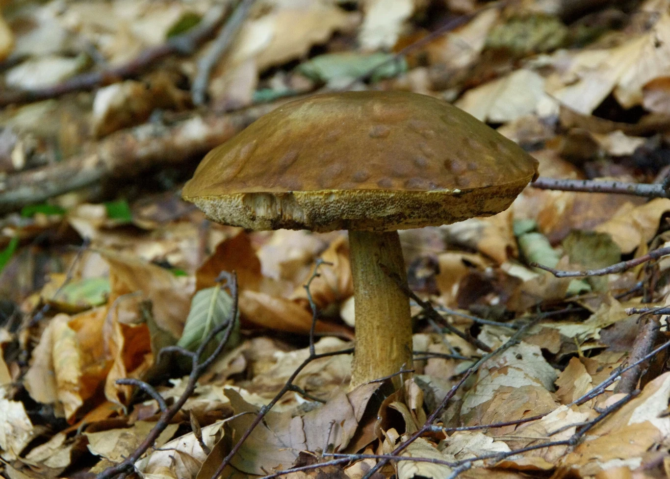 Koźlarze to cenne źródło niacyny