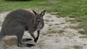 Po kilku dniach poszukiwań odnalazł się kangur Luluś