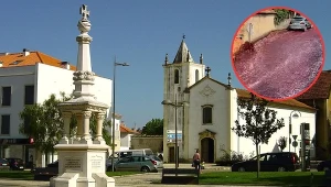 Na ulice portugalskiego miasteczka wyciekły miliony litrów wina