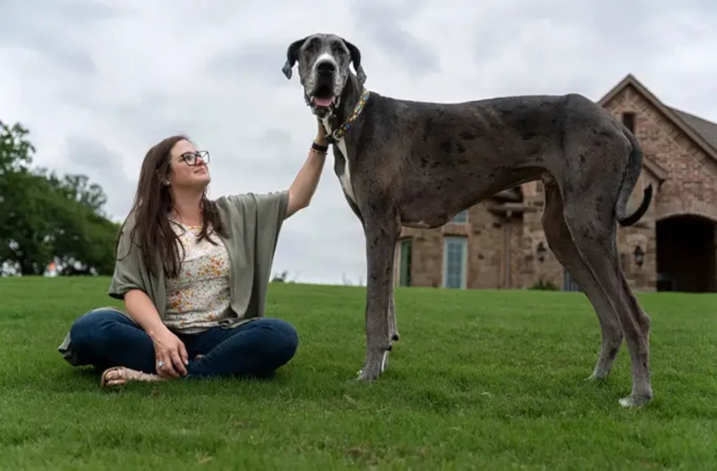Nie żyje Zeus, najwyższy pies na świecie. Zwierzę przegrało walkę z chorobą