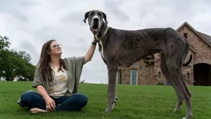 Nie żyje Zeus, największy pies na świecie. "Jesteśmy bardzo zasmuceni"