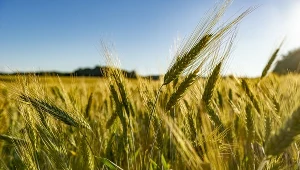 Zbiory w Europie mają być niższe od prognozowanych. Winna susza i ulewne deszcze 