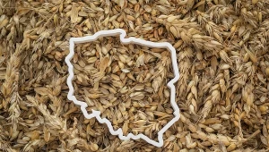 Jakie są ceny zboża w Polsce? Prezentujemy najnowsze dane. Tyle trzeba zapłacić za pszenicę, owies czy żyto.
