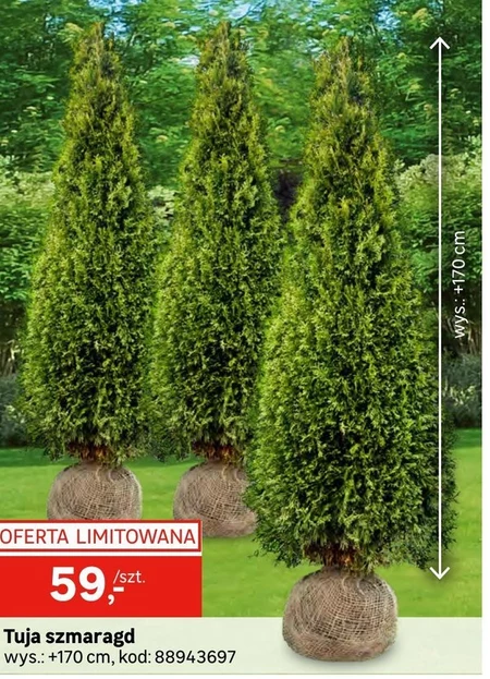 Tuja
