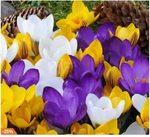 Krokus
