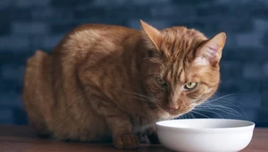 Koty są zdrowsze na diecie roślinnej? Weterynarz mówi, że tak