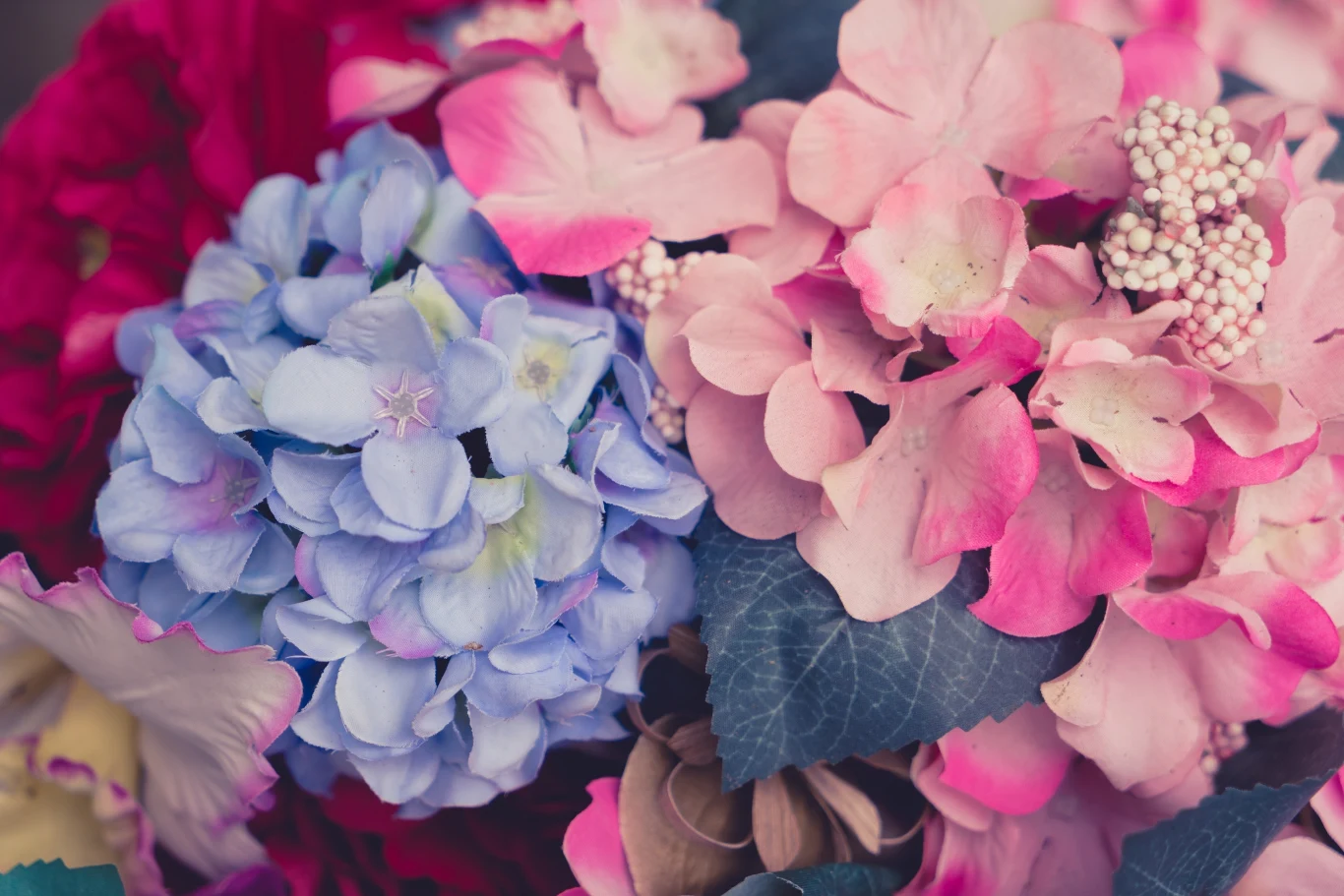 Jak dbać o hortensje, żeby pięknie rosły Jak dbać o hortensje, żeby pięknie rosły