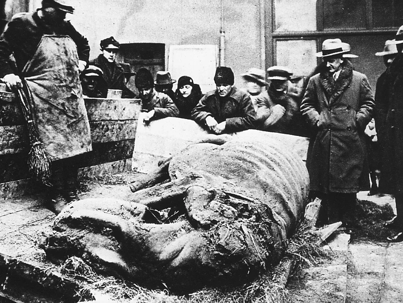 Dwa razy się łamała (kolejowa lora). Taki był kolos - wspominał Jerzy Nowak, który jako sześciolatek w 1929 r. widział wydobycie nosorożca włochatego 