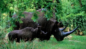 Nosorożec włochaty (Coelodonta antiquitatis) 
