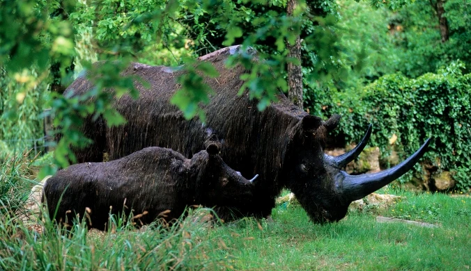 Nosorożec włochaty (Coelodonta antiquitatis) 