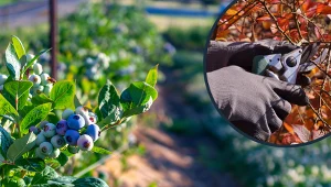 Chcesz mieć wysyp borówek amerykańskich w przyszłym roku? O tym zabiegu musisz pamiętać