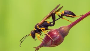 To nie szerszeń, ani osa! Owad może wywołać zamieszanie w domu