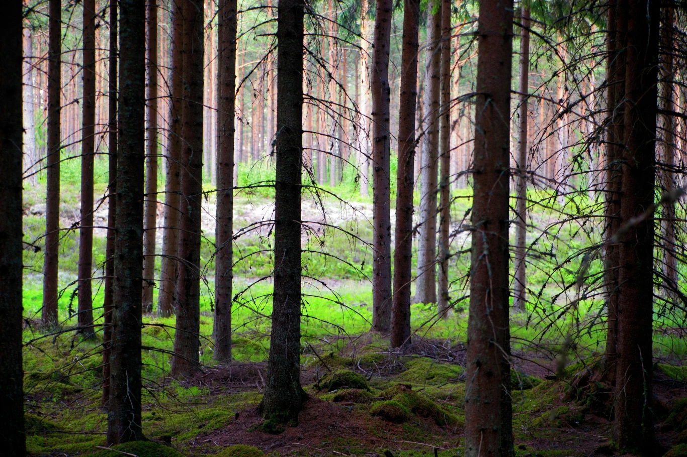 Uwaga na leśne złoto. Można zbierać ale na określonych zasadach Uwaga na leśne złoto. Można zbierać ale na określonych zasadach