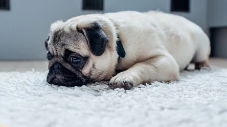 Jak rozpoznać, że pies potrzebuje uwagi? Twój pupil wysyła sygnały, że czuje się zaniedbany