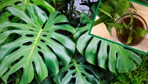 Wlej tę herbatę do doniczki, a zmarniała monstera obsypie się liśćmi
