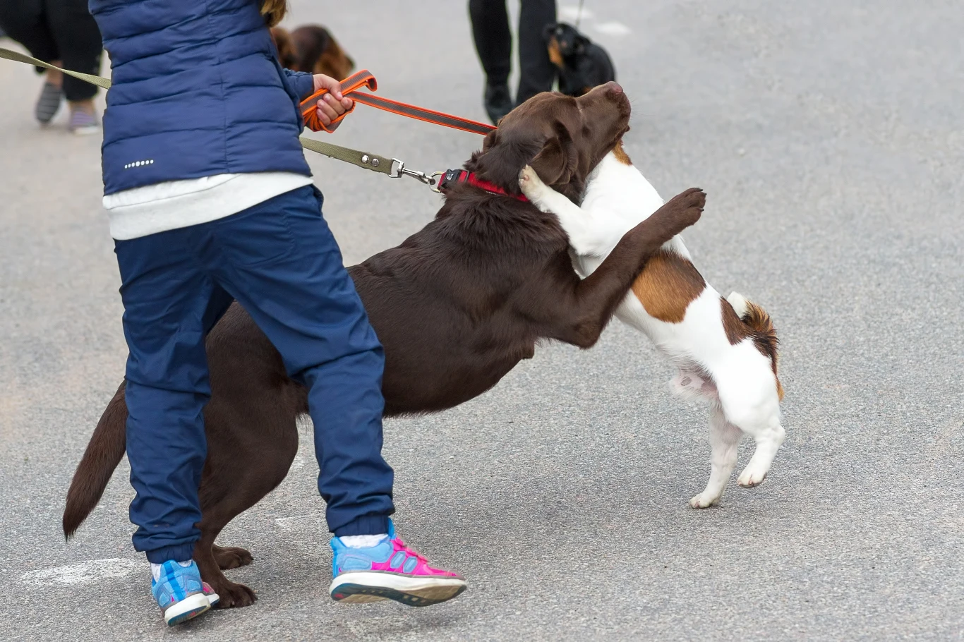 Badania naukowe dowodzą, że dzieci w wieku przedszkolnym i wczesnoszkolnym nie są w stanie prawidłowo odczytywać mowy ciała psów