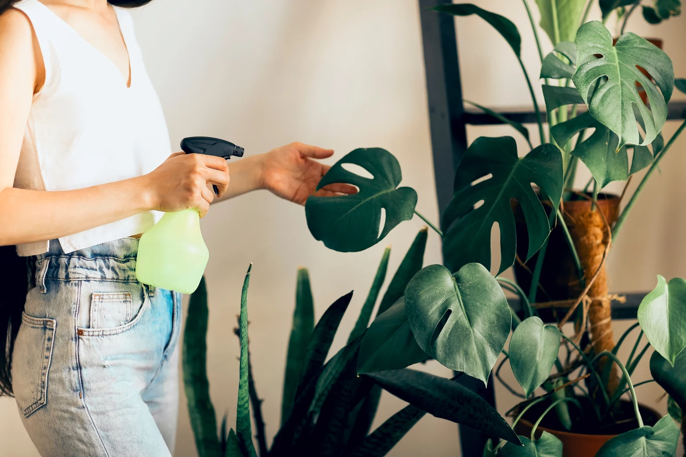Z podlewaniem monstery nie wolno przesadzać, bo wtedy roślina może zacząć gnić Z podlewaniem monstery nie wolno przesadzać, bo wtedy roślina może zacząć gnić