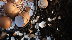 Gdzie wyrzucasz skorupki jajek? Większość osób popełnia błąd