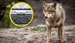 Europa podzielona co do ochrony wilka. "Wilki nie jedzą babć i dzieci"