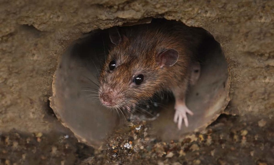 resztki jedzenia w kanalizacji to zaproszenia dla szczurów