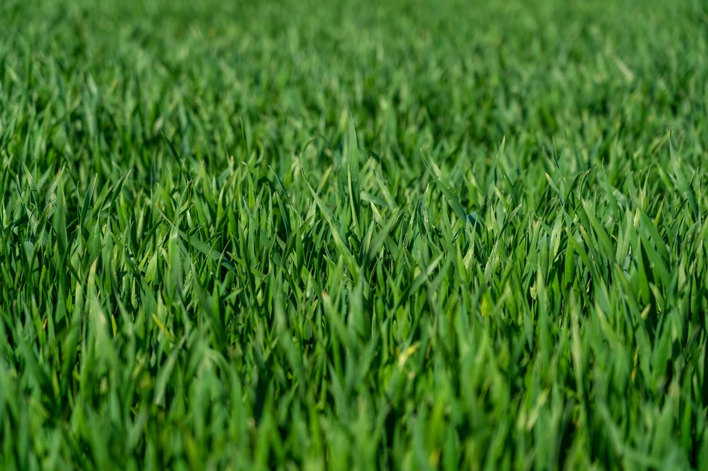 Sianie trawy jesienią. Czy to ma sens?