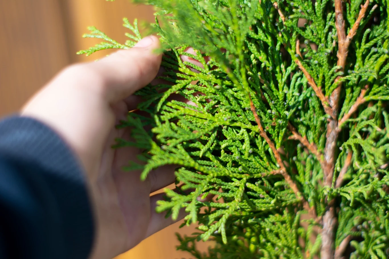 Chcesz mieć gęste i zdrowe tuje w ogrodzie? Nie zapomnij o przycięciu krzewów w lipcu Chcesz mieć gęste i zdrowe tuje w ogrodzie? Nie zapomnij o przycięciu krzewów w lipcu