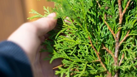 Chcesz mieć gęste i zdrowe tuje w ogrodzie? Nie zapomnij o przycięciu krzewów w lipcu