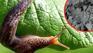 Po prostu rozsyp ją w ogrodzie. Funkie odżyją, a ślimaki znikną raz dwa!