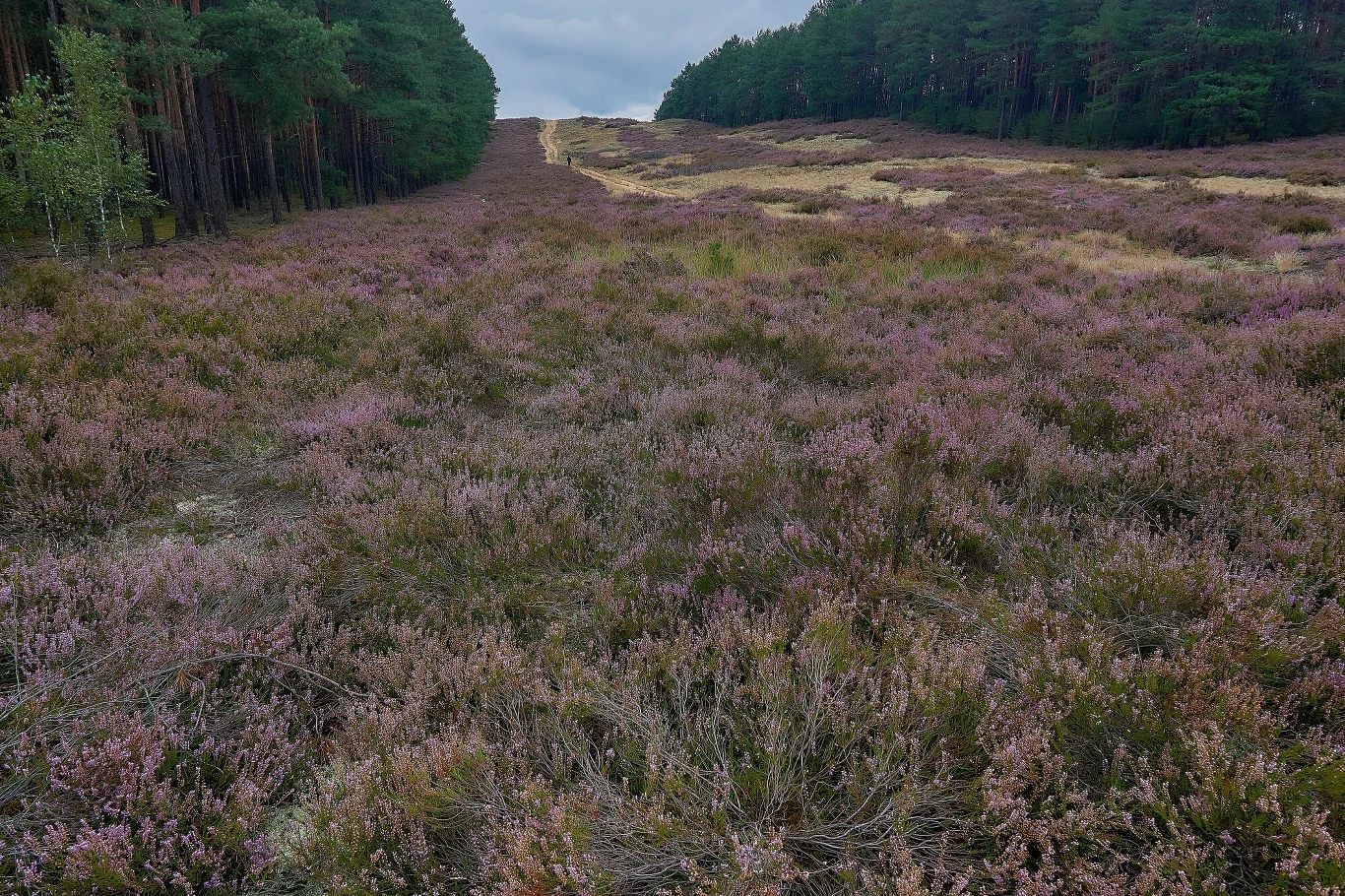 Wrzosy w Puszczy Noteckiej,  na jednych z największych w Europie wydmach śródlądowych