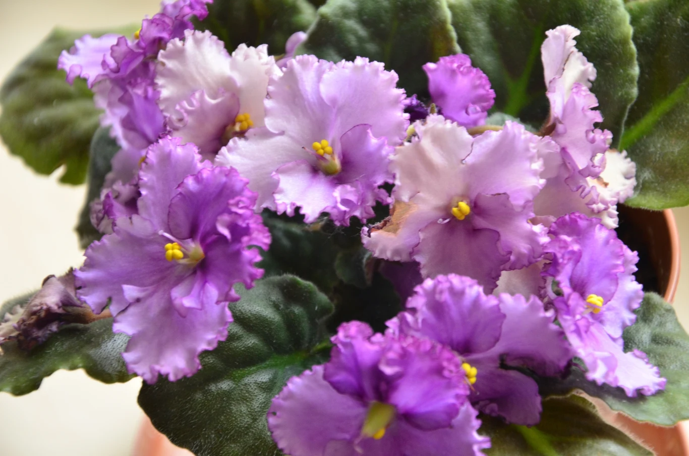 Fiołek: symbolika. Przylgnęła do niego „pechowa” sława