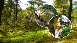 Zaskakujący widok w polskim lesie. Leśnicy pokazali nagranie 