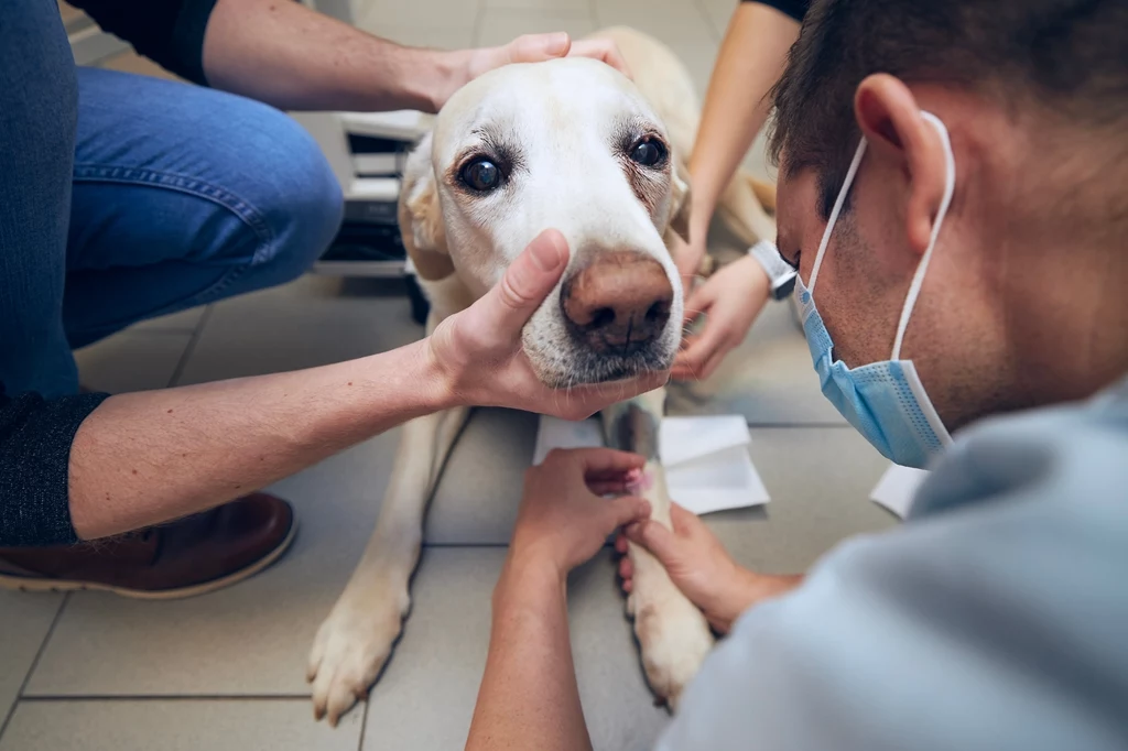 Amerykanie coraz mniej chętnie szczepią psy