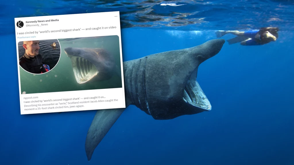 28-latek pływający u wybrzeży Szkocji natknął się na długoszpara. To drugi największy gatunek rekina na świecie. Widok nagrany przez mężczyznę na wideo mrozi krew w żyłach