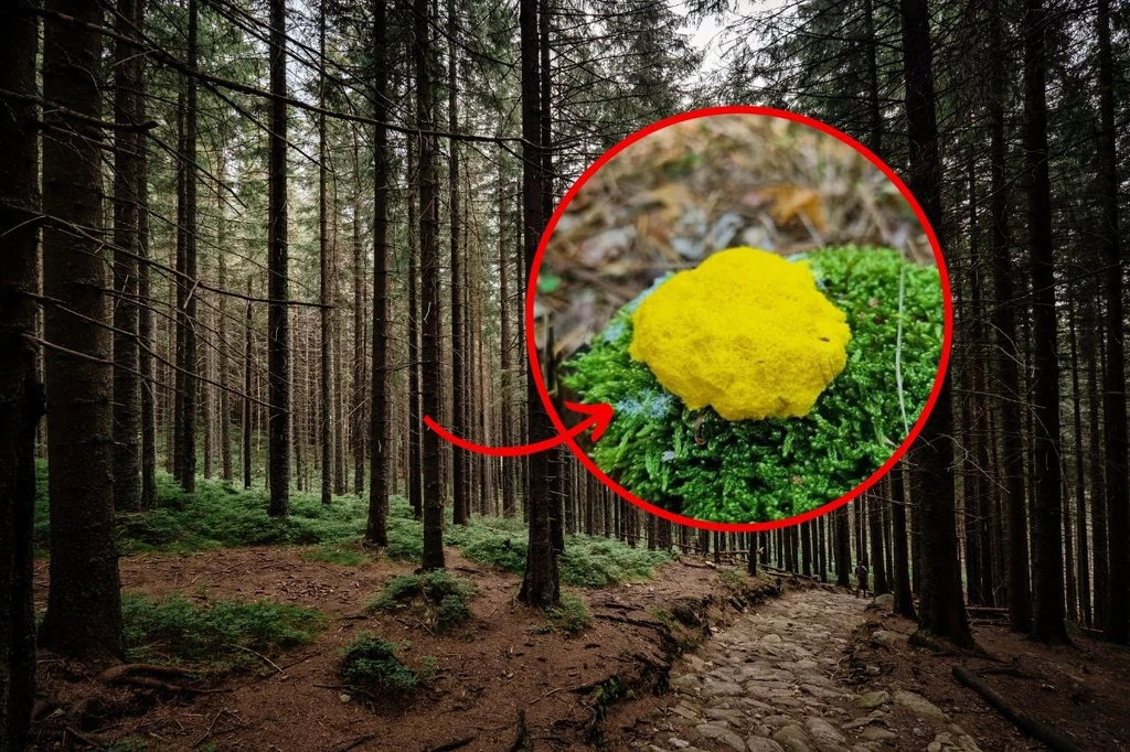 Tajemnicze znalezisko w polskim lesie. Czym jest „masło czarownicy”? (fot. screenshot/Twitter/Lasy Państwowe)