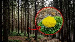 Tajemniczy widok w polskim lesie. Nie jest grzybem ani zwierzęciem, ale „spaceruje”