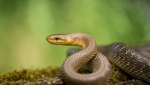 Ten wąż ma dwa metry, potrafi ukąsić i żyje w Polsce. Co robić, gdy go zauważymy?