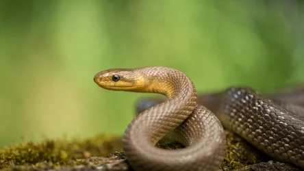 Wąż Eskulapa jest jednym z największych gadów w Polsce