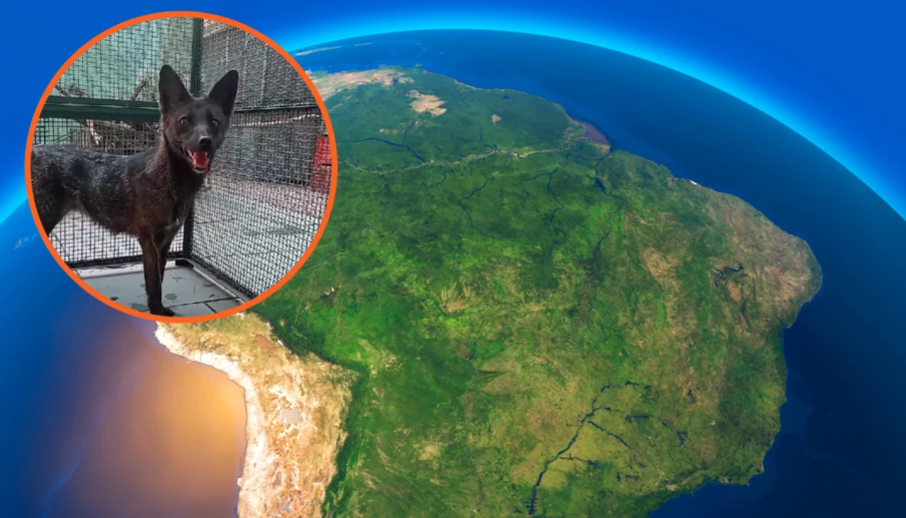 W Brazylii odnaleziono niezwykłą hybrydę zwierzęcia. Jest to piesolis