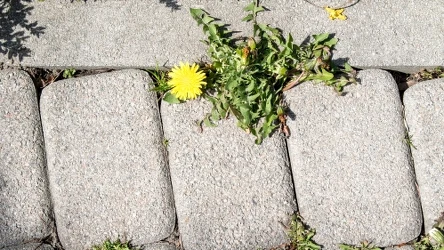Chwasty między kostką brukową w kolejnym sezonie nie będą więcej problemem. Wystarczy, że wykonasz ten zabieg jesienią