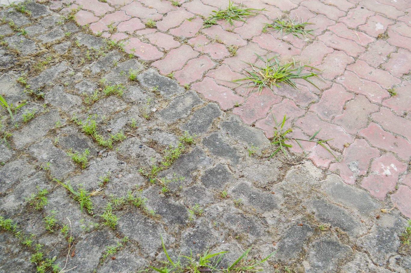 Jak zrobić preparat na chwasty domowym sposobem? Wystarczą dwa składniki