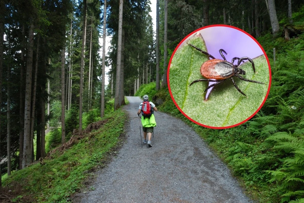 Jaka rzecz przyciąga kleszcze do ludzi? Lepiej nie zabierać jej do lasu Jaka rzecz przyciąga kleszcze do ludzi? Lepiej nie zabierać jej do lasu