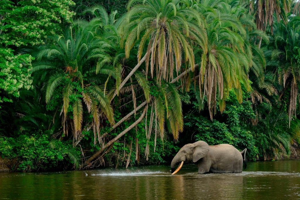 Leśny słoń afrykański leśny (Loxodonta cyclotis) w rzece Lekoli, Park Narodowy Odzala-Kokoua