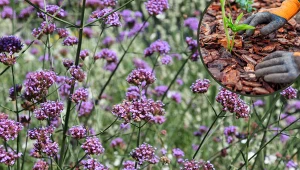 Nazywana jest argentyńską pięknością. Wystarczy jedna rzecz, by przetrwała zimę. Sprawdź, jak to zrobić