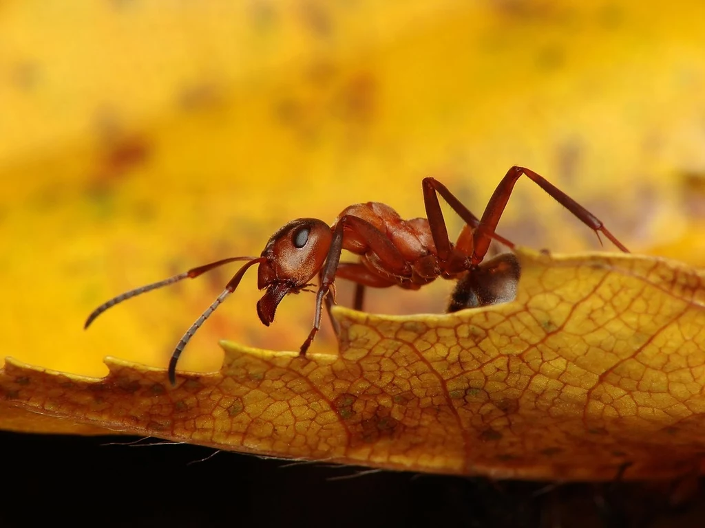 Naukowcy odkryli pasożyta, który zamienia mrówki w zombie w zależności od temperatury