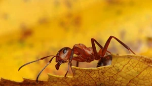 Pasożyt zamienia mrówki w zombie. Może żyć także w Polsce