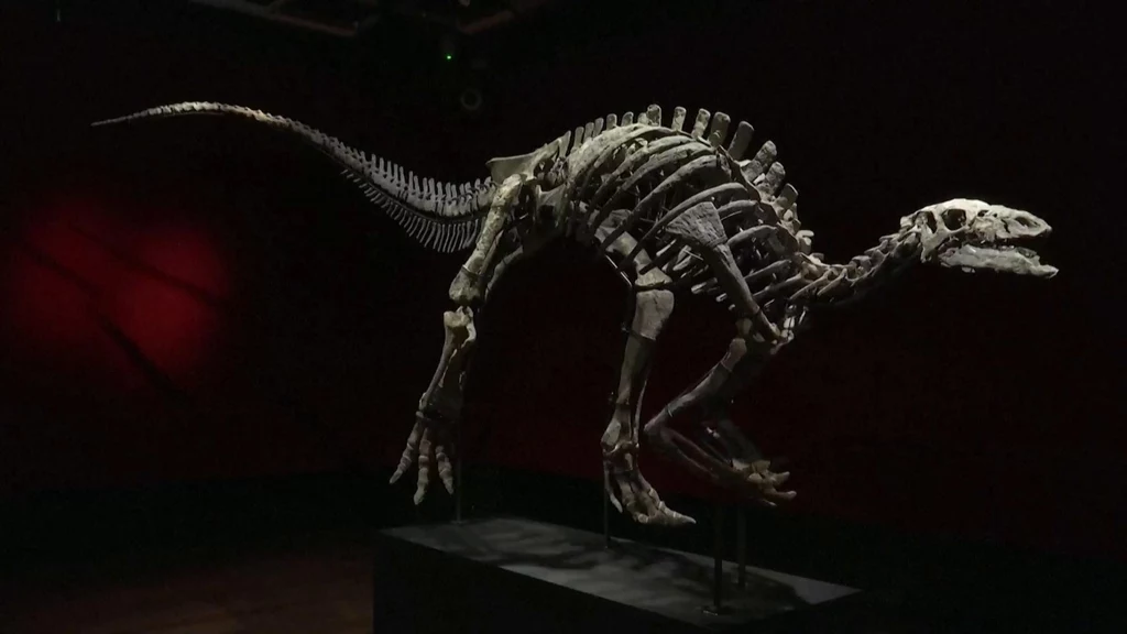Szkielet dinozaura wystawiony na aukcji Szkielet dinozaura wystawiony na aukcji