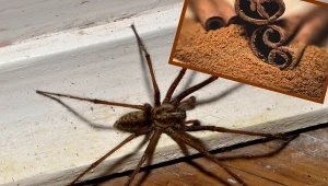 Jesienią obficie rozsyp na parapecie. Kosztuje tylko 4 zł, a to najlepszy sposób na pająki